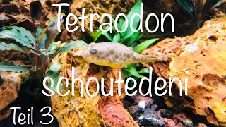 TEIL 3 🐡 Tetraodon schoutedeni Tetraodon [upl. by Plafker]