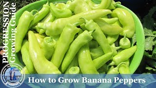 How to Grow Banana Peppers PROGRESSION Growing Guide [upl. by Nerrad]