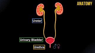 Ureter Urinary Bladder amp Urethra Structures amp Walls  Urinary System Anatomy [upl. by Shell]