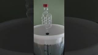 Brewing bucket airlock bubble [upl. by Dyal]