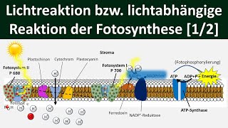 Lichtabhängige Reaktion Lichtreaktion Primärreaktion der Fotosynthese 12 Biologie Oberstufe [upl. by Ecnadnac847]