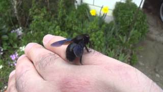 Assisting Alfred the Carpenter Bee [upl. by Natalina]