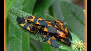 Milkweed Bugs [upl. by Ettenahc]