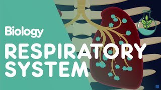 Respiratory System  Introduction  Physiology  Biology  FuseSchool [upl. by Bennink241]