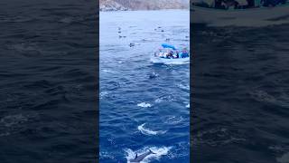 ship ke aage Dolphins dance kr rhe hai 😱🥳😅msc ship youtubeshorts viralvideo dolphintrending [upl. by Samuela897]