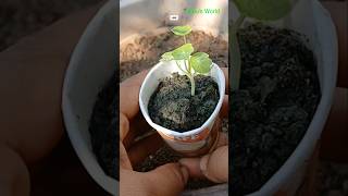 Nasturtium planting gardening viralshorts trending [upl. by Hirsh]