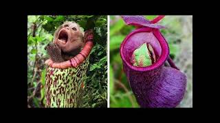 Carnivorous plants video for kids [upl. by Kcaz622]