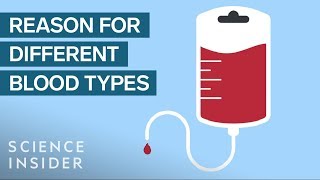 Debunking the Blood Type Diet [upl. by Riehl]