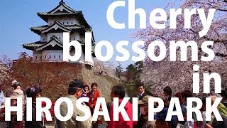 Cherry blossoms in Tohoku Hirosaki Park [upl. by Dann]