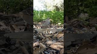 Whitecrowned Sparrow🐦Hillside Snack whitecrownedsparrow [upl. by Flore]