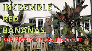 Incredible Red Bananas Ensete Ventricosum Maurelii Abyssinian Red Banana SPRINGTIME PLANTING OUT [upl. by Ferro]