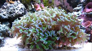 Hammer Coral  Feeding Response [upl. by Loux]