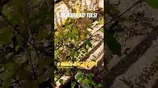 Sunday ko tulsi kyou nahe  youtube browsefeaturs shortvideo [upl. by Eddina]