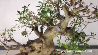 Pruning of Satsuki Azalea Bonsai quotKOMEIquot 皐月盆栽 晃明 [upl. by Elliot902]