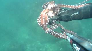 Octopus Macropus [upl. by Melvina]