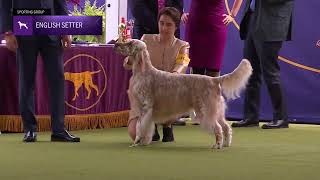 Setters English  Breed Judging 2024 [upl. by Yantruoc]