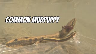 Common Mudpuppy Observation Tank  Necturus maculosus [upl. by Airol220]