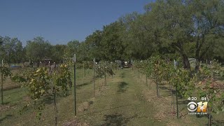 Gardening 101 Planting Grapes In Texas [upl. by Lemon]