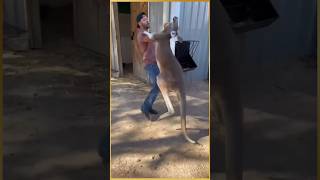 Women rescue baby kangaroo kangaroo facts animals education rescue shorts [upl. by Ellesor]