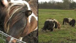 Landelijke Inspectiedienst Dierenbescherming [upl. by Odnalor]