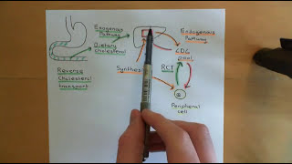 Cholesterol Metabolism Part 3 [upl. by Roderick]