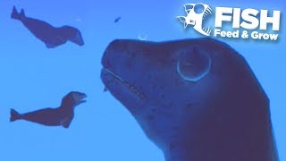 FLYING GIANT SEAL TAKES OVER THE OCEAN  Fish Feed Grow [upl. by Marsland178]