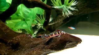 Kuhli Loach in Community Tank [upl. by Sparky]