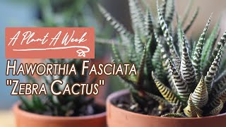 Haworthia fasciata quotZebra Cactusquot Care  A Plant A Week [upl. by Fields]