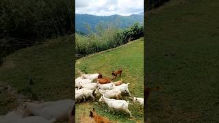 How does a dog herd a goat [upl. by Fabiola]