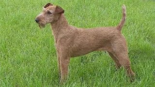 Dog Breed Video Irish Terrier [upl. by Yslehc]