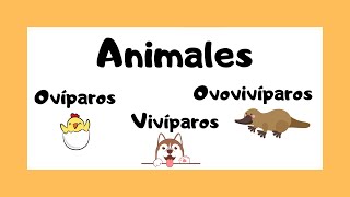 Animales ovíparos vivíparos y ovovivíparos 🐯🐸🐠  ¿Cómo nacen los animales 🤔🤓 [upl. by Wilda]