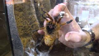 Pterinochilus murinus Pickup Grab OBT Orange Baboon Tarantula Orange Bitey Thing [upl. by Sakiv814]