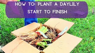 How To Plant A Daylily—Start to Finish  Oakes Daylilies [upl. by Radley]