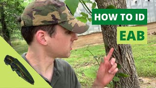 Identifying Emerald Ash Borer [upl. by Atsilac]