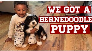 We got a NEW Bernedoodle PUPPY [upl. by Loralyn426]