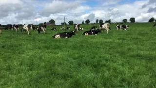 Holstein Friesian cows on Niall OLoughlins farm in Nurney Co Kildare [upl. by Alben18]