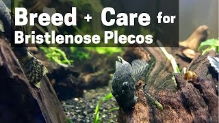 HOW TO BREED  CARE FOR BRISTLENOSE PLECOS Catfish [upl. by Anyad]