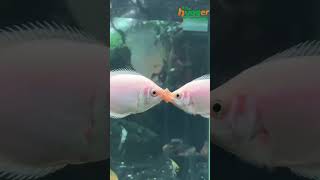 Why Do Kissing Fish Kiss？😗 [upl. by Colton]