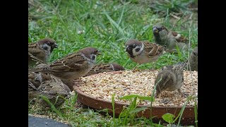 RECONNAITRE LE MOINEAU FRIQUET DU DOMESTIQUE [upl. by Tilagram]