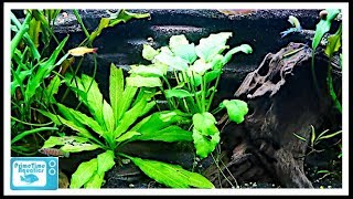 Beginners Guide to Aquatic Plants How to Keep Plants in Your Fish Tank [upl. by Ahtebat]