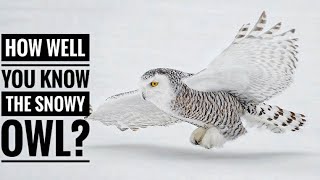 Snowy Owl  Description Characteristics and Facts [upl. by Ledairam]