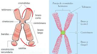 Cromatina cromosomas  4eso [upl. by Fevre]