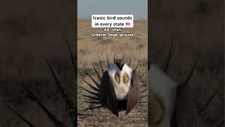 Iconic bird sounds in every state [upl. by Alduino]