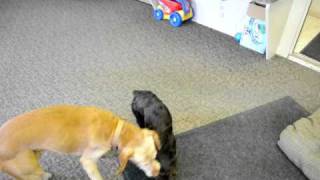 Boykin Spaniel showing Vizsla who is boss [upl. by Nivel648]