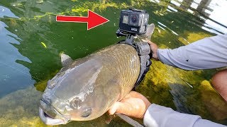 I Strapped a GoPro on a Fish [upl. by Villada]