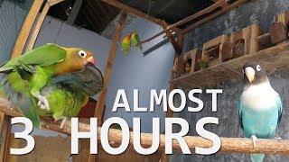 Lovebirds Sounds 2 Hours  October 2 2018 [upl. by Theo]