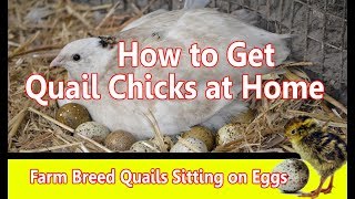 Farming Quails Soaking Eggs at Home  Quail Breeding amp Chicks at home  Small Breeding Setup at home [upl. by Shulamith708]