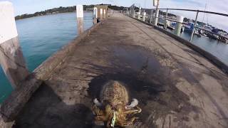 HUGE Cuttlefish Caught on a DTD Squid Jig [upl. by Felicle]