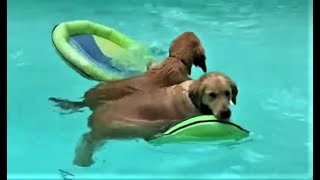 Die besten Hunde Videos 2021 Teil 2 Cute and Funny Dogs Videos [upl. by Yraccaz103]