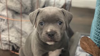 Blue Staffy Puppies [upl. by Eidurt218]